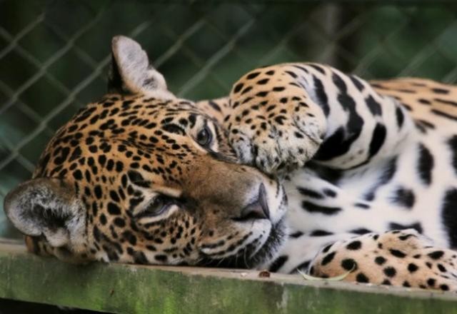 Imagem da noticia Nina, onça-pintada mais velha do Brasil morre aos 25 anos em Brusque (SC)