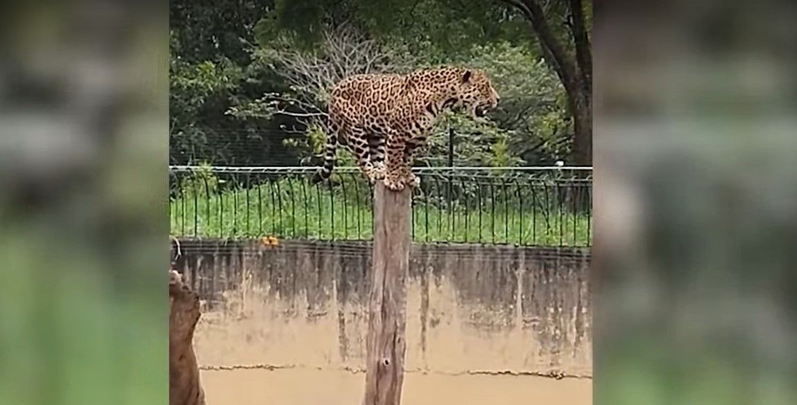 Imagem da noticia Onça-pintada flagrada escalando fosso em Zoológico do DF é vista no alto de tronco