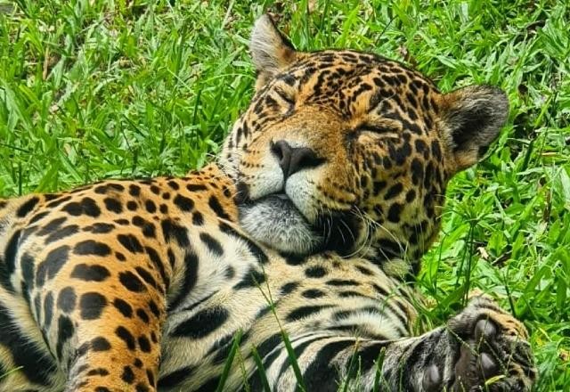 Imagem da noticia Onça-pintada acerta resultado de primeiro jogo do Brasil na Copa