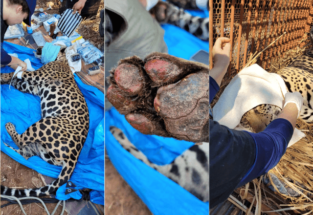 Imagem da noticia Onça-pintada é resgatada com queimaduras no Pantanal; rugido é sinal de recuperação