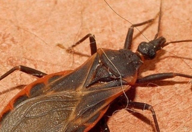 Até 8 milhões de pessoas na América Latina convivem com a doença de Chagas