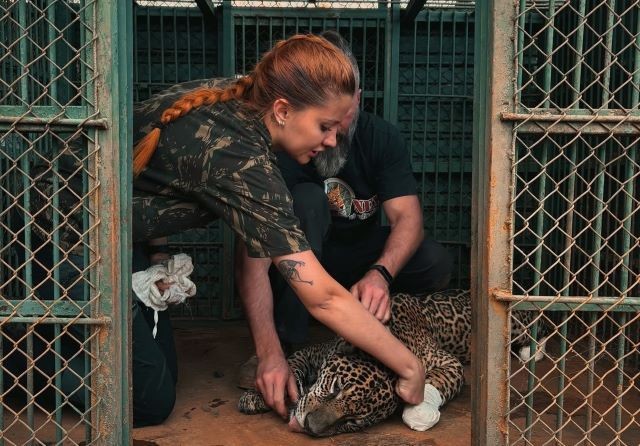 Imagem da noticia Animais atingidos por incêndios: Saiba como os bichos são resgatados e cuidados