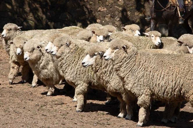 Imagem da noticia Brasil fecha acordo sanitário para exportar ovinos vivos à Argélia