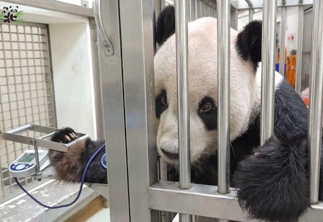 Imagem da noticia Panda Tuan Tuan, presente da China a Taiwan, morre em zoológico