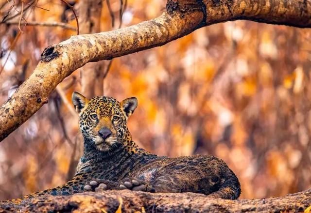 Brasileiro concorre ao Oscar da fotografia de natureza