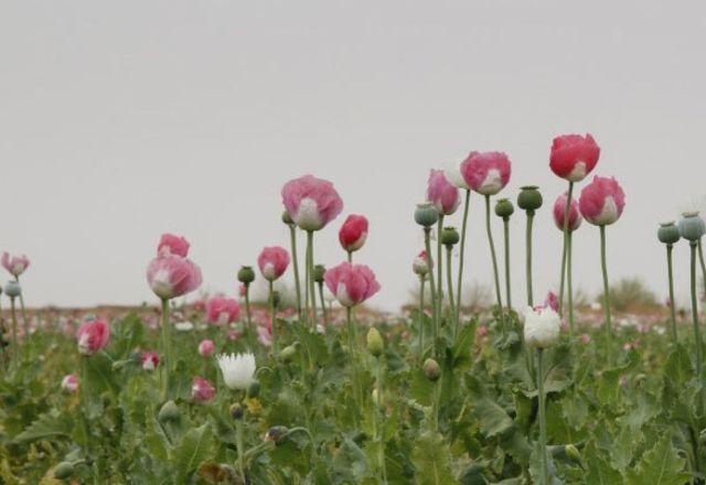 Imagem da noticia Cultivo de ópio cai 95% após proibição no Afeganistão, diz ONU