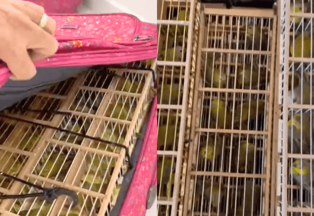 Imagem da noticia Tráfico animal: PF apreende 400 canários-da-terra no Aeroporto de Boa Vista (RR)