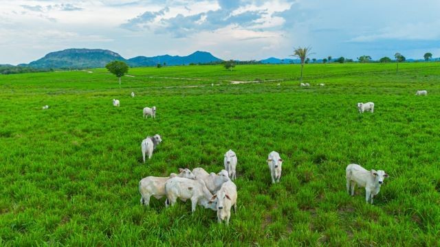 Imagem da noticia Acordo para coibir atos ilícitos na pecuária da Amazônia completa 15 anos