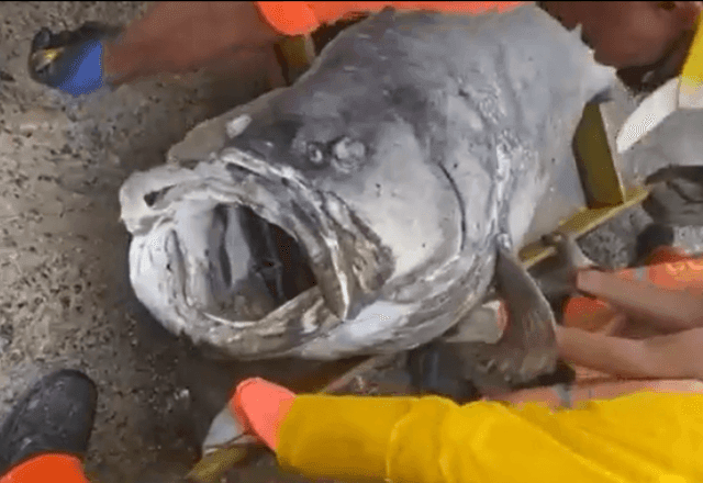 Imagem da noticia Peixe de 100 quilos é encontrado morto na Praia da Boa Viagem, em Niterói