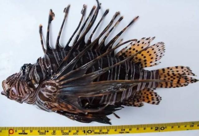 Imagem da noticia Aplicativo vai ajudar a monitorar áreas com peixe-leão no Ceará