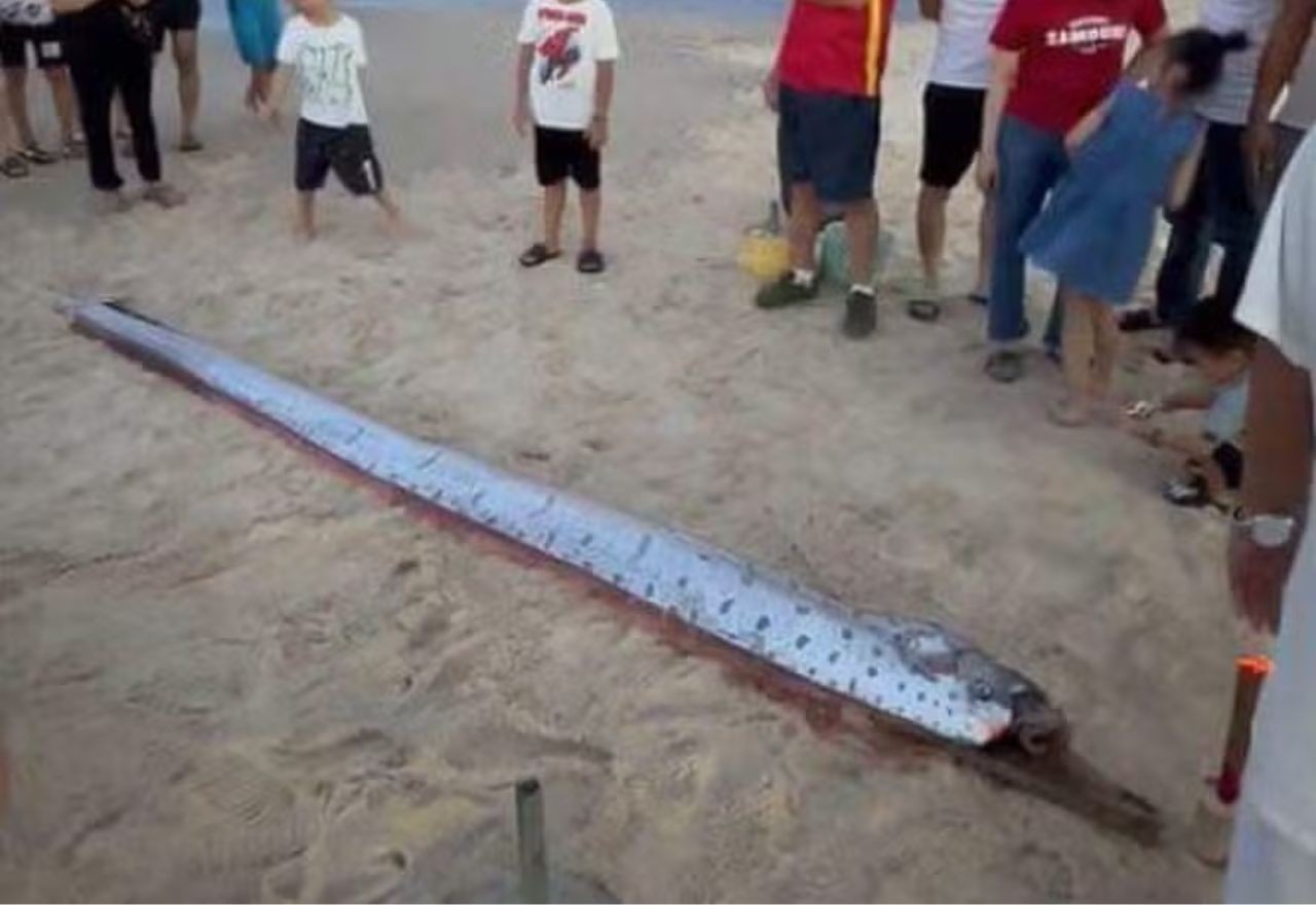 Imagem da noticia Peixe-remo que "prevê" desastres naturais aparece em praia no Vietnã; entenda