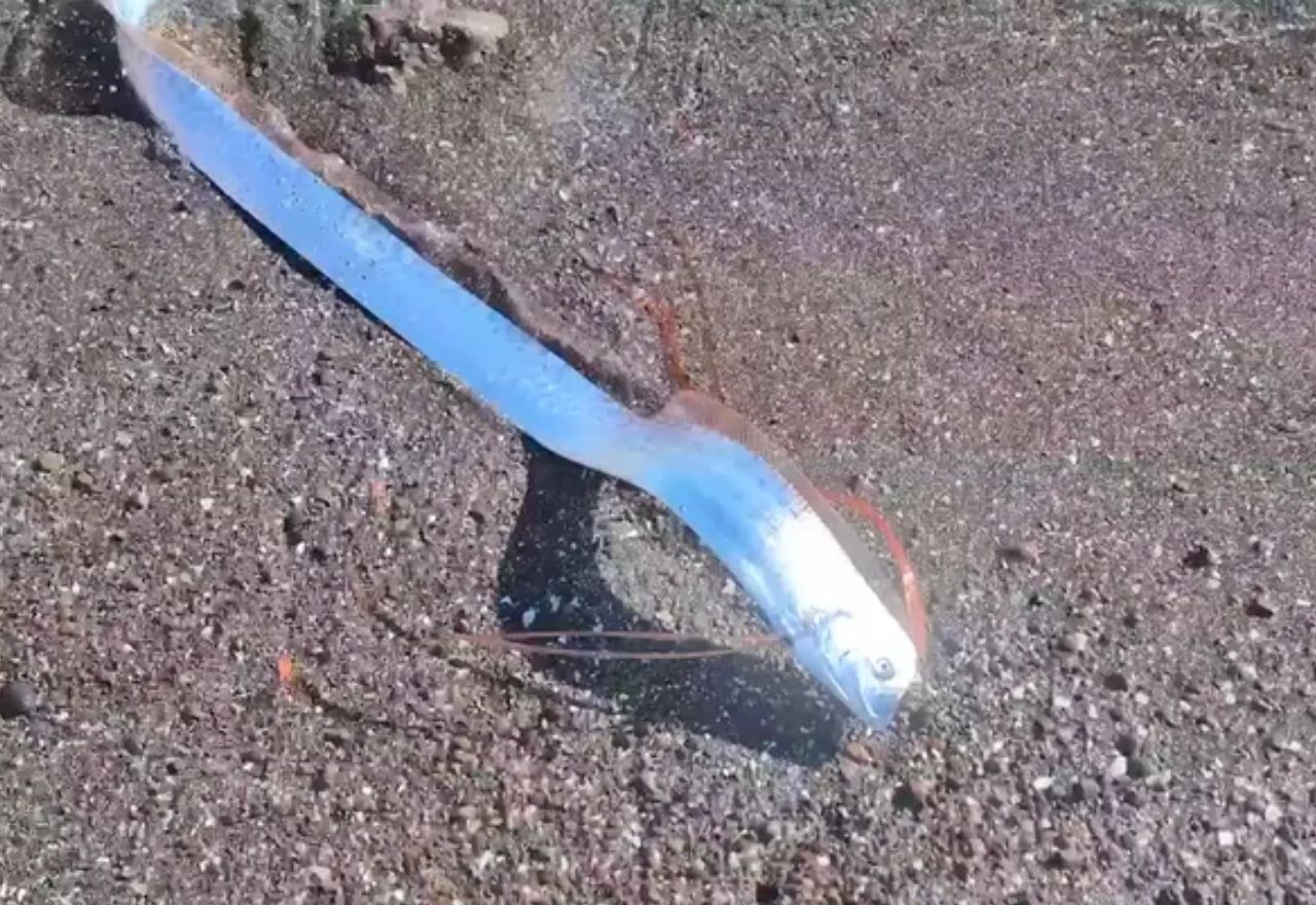 Imagem da noticia Peixe-remo, que "prevê" desastres naturais, aparece vivo em praia do México