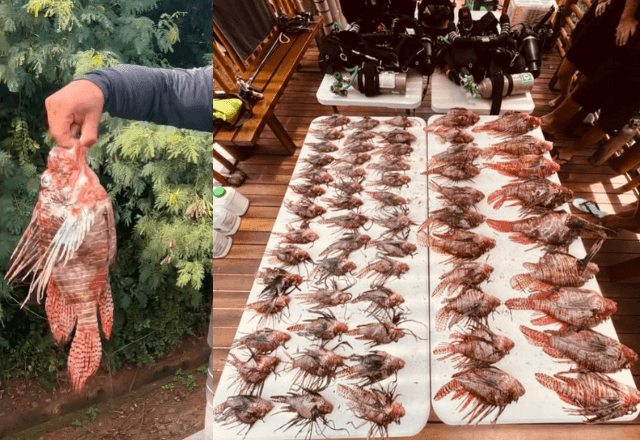 Imagem da noticia Maior peixe-leão do mundo é capturado em Fernando de Noronha