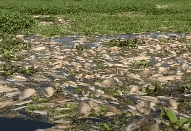 Imagem da noticia Laudo vai apontar culpado pela morte de peixes no Rio Piracicaba, no interior de SP