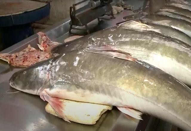 Imagem da noticia Pará suspende venda de peixe a outros estados até a sexta-feira santa