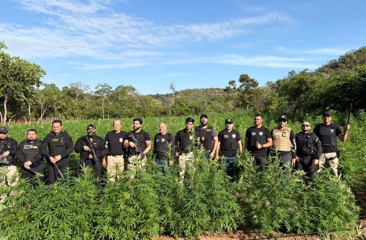 Imagem da noticia Polícia destrói roça com 50 mil pés de maconha no Maranhão