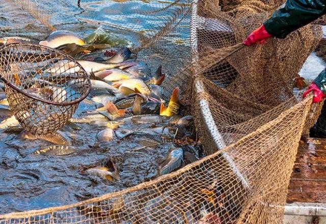 Imagem da noticia Marina Silva veta a pesca da tainha para o setor industrial
