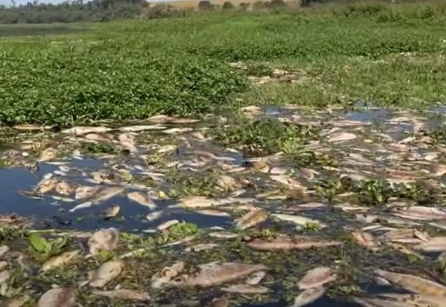 Imagem da noticia Cetesb multa empresa em R$ 18 milhões por morte de mais de 235 mil peixes