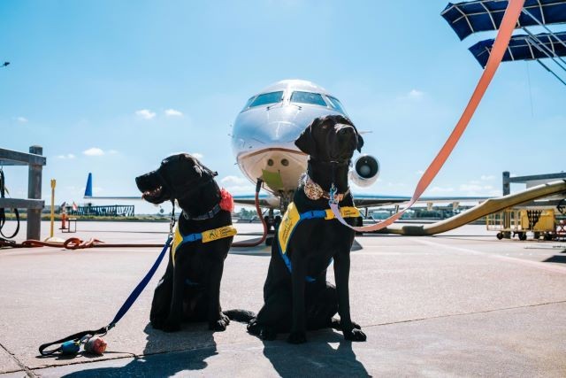 Imagem da noticia Suporte veterinário e comunicação com tutores estão entre novas regras para transporte de animais em aviões 