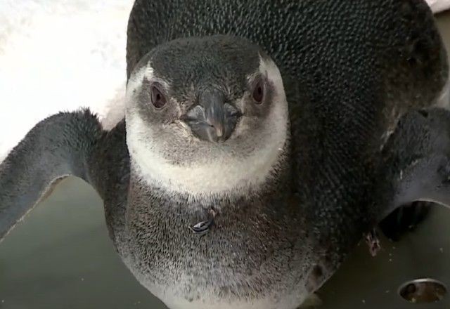 Imagem da noticia  Mais de 650 pinguins foram encontrados nas praias do Rio este ano