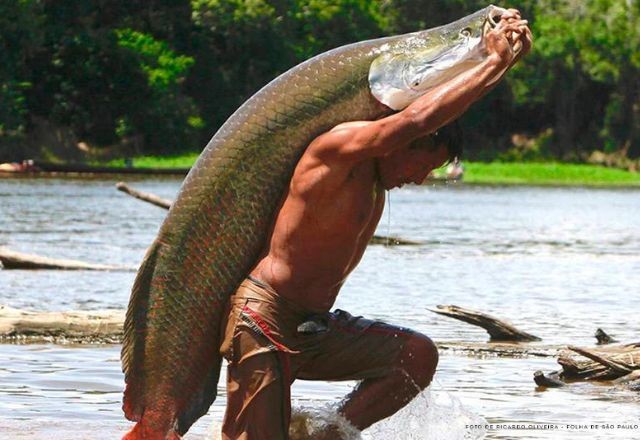 Imagem da noticia Manejo permite crescimento da população de Pirarucu a 25% ao ano na Amazônia