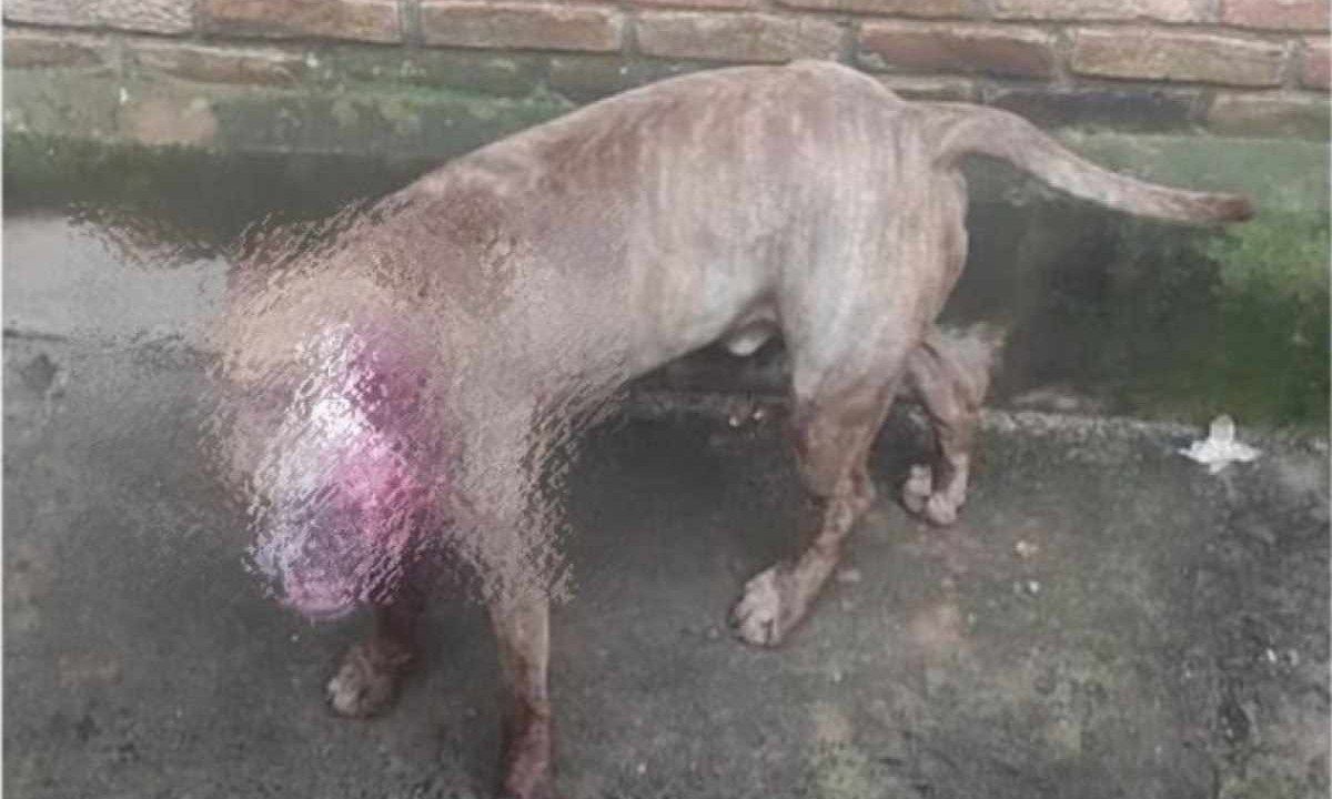 Imagem da noticia Ataque de pitbull: homem perde o antebraço ao tentar furtar chácara
