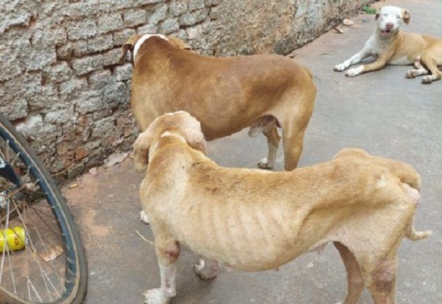 Imagem da noticia Homem é preso por manter cachorros sem comida por 15 dias