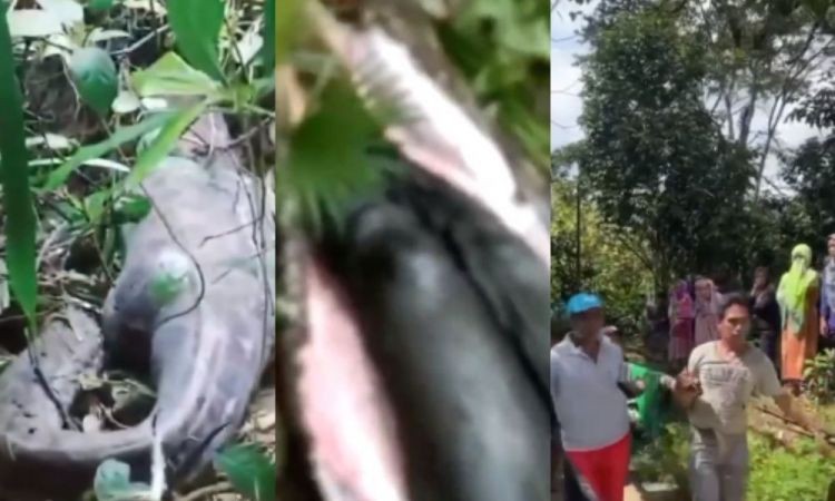 Imagem da noticia VÍDEO: Mulher é encontrada morta dentro de cobra píton de cinco metros na Indonésia