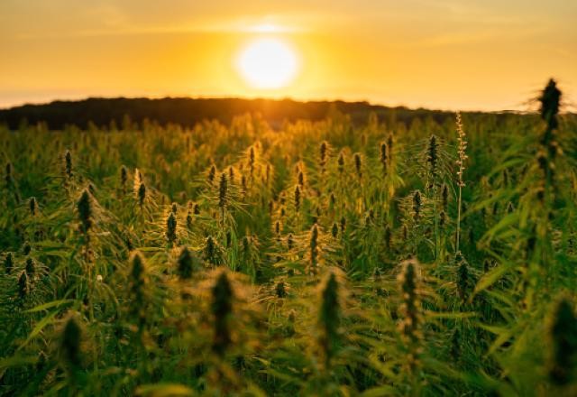 Imagem da noticia Tailândia descriminaliza consumo de cannabis para fins medicinais