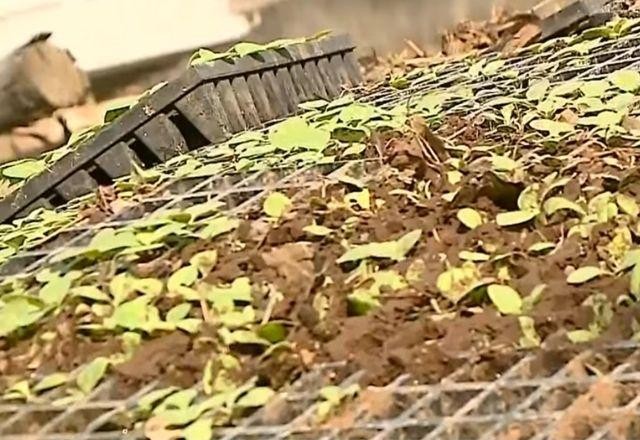 Imagem da noticia Ciclone causa prejuízo de quase R$ 150 milhões na agricultura do RS
