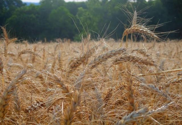 Imagem da noticia Menor oferta de fertilizantes pode gerar crise global de alimentos