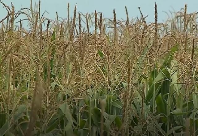 Imagem da noticia Estiagem: 220 cidades já declararam situação de emergência no RS