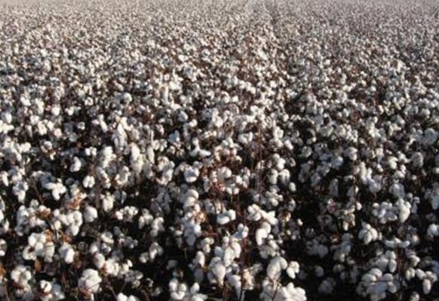Imagem da noticia Mato Grosso implanta o vazio sanitário do algodão