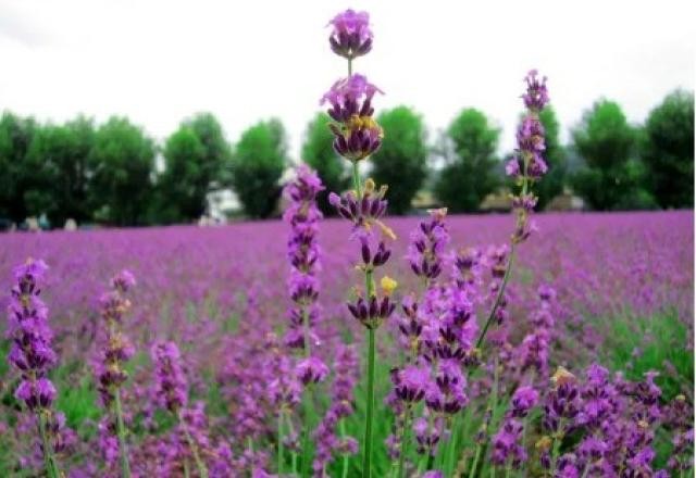 Imagem da noticia Lavanda pode tranquilizar ou estimular, depende da origem
