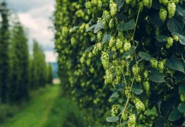 Imagem da noticia Quais os ingredientes de uma boa cerveja?