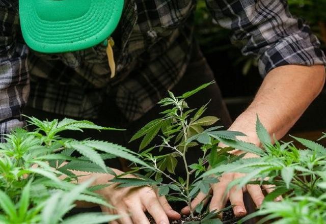 Imagem da noticia Justiça de MG autoriza cultivo de maconha para homem que sofreu acidente