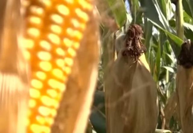 Produção de milho no Brasil deve bater recorde em 2023