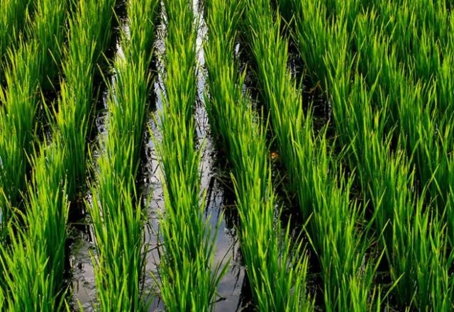 Imagem da noticia Arroz é um dos cereais mais consumidos do planeta