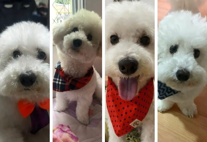 Imagem da noticia Mistério: Da popularidade ao sumiço, poodles somem das casas no país 