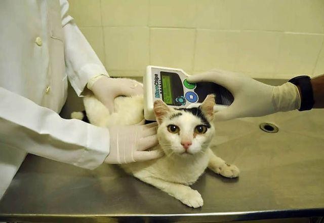 Imagem da noticia Microchipagem de cães e gatos no Rio pode se tornar obrigatória a partir de setembro