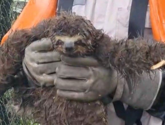 Imagem da noticia Vídeo: bicho-preguiça leva choque e é resgatado de árvore em SP