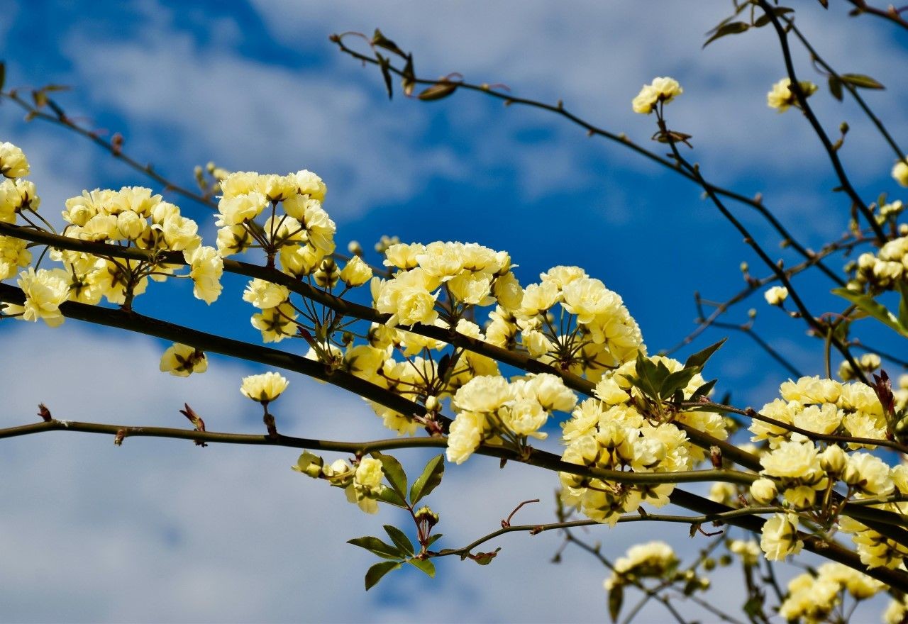 Imagem da noticia Quando começa a primavera? Entenda o que acontece durante o equinócio