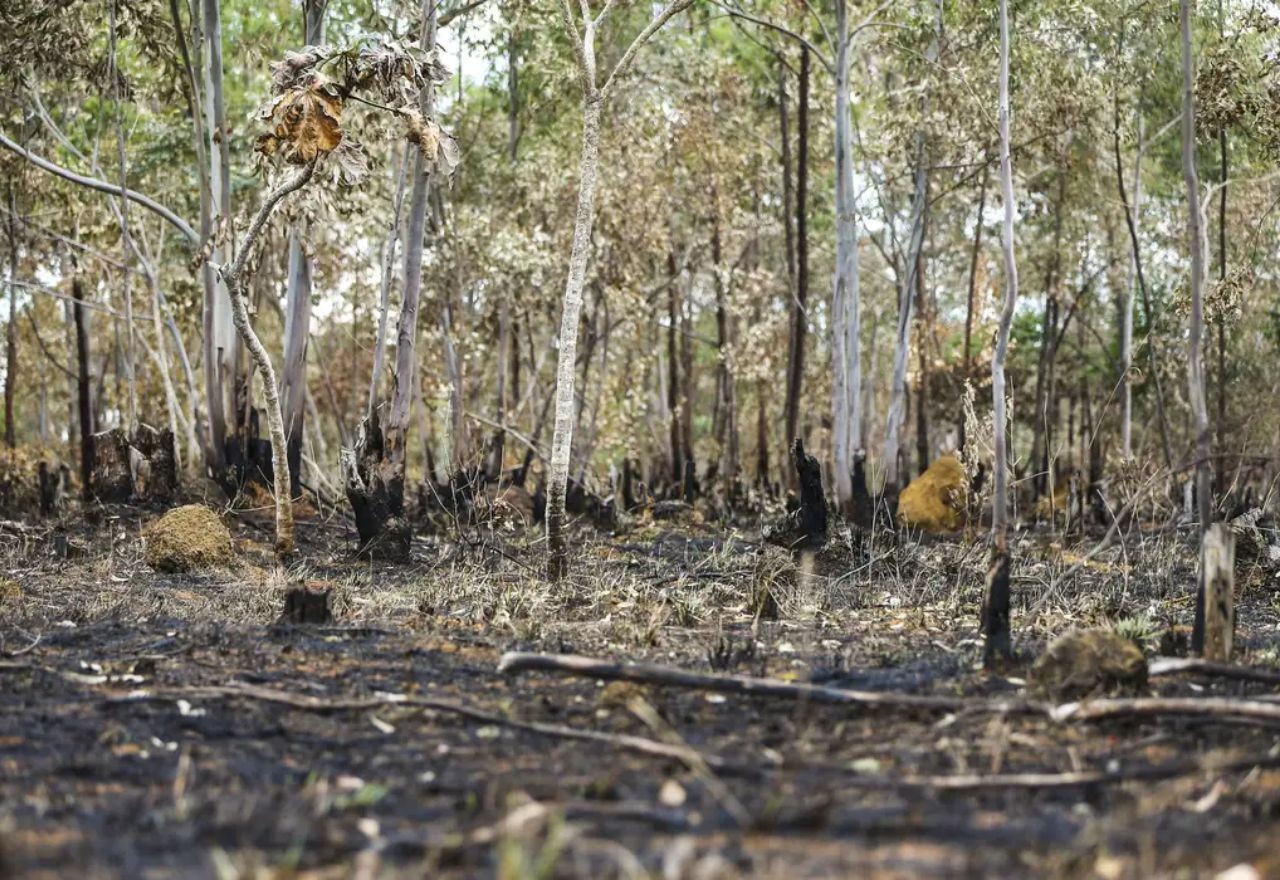 Imagem da noticia Fumaça de queimadas na Amazônia chega até o sul do Brasil; entenda como