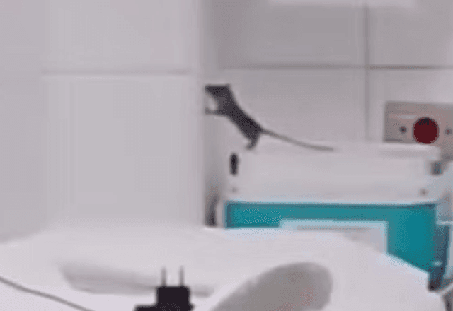 Imagem da noticia Rato é flagrado em maternidade de hospital no litoral de SP; veja vídeo