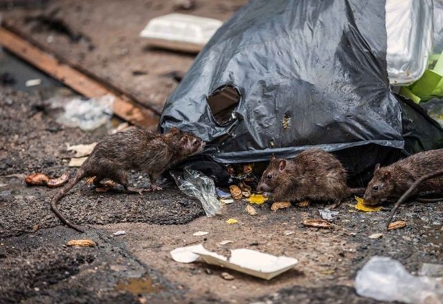 RS chega a 5 mortes e 124 casos de leptospirose após enchentes