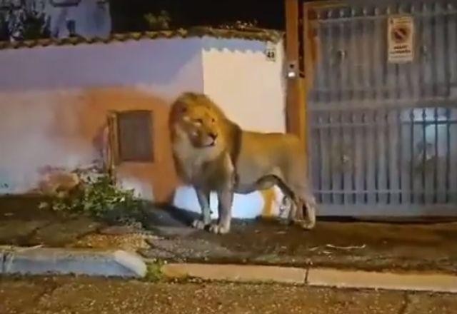 Imagem da noticia Leão escapa de circo e passa cinco horas andando nos arredores de Roma
