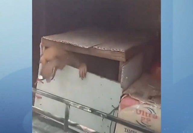 Imagem da noticia Cães são resgatados de dentro de bagageiro de ônibus em Goiás