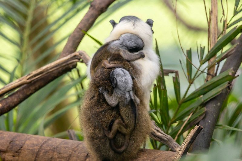 Imagem da noticia Filhotes de sauim-de-coleira, espécie ameaçada de extinção, nascem em SP; veja fotos