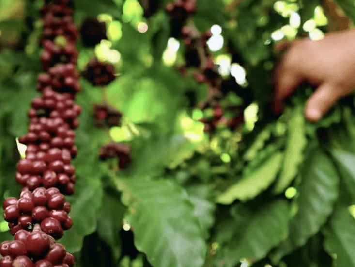 Imagem da noticia Café Amazônia: indígenas impulsionam a produção sustentável do grão premiado como o melhor do Brasil