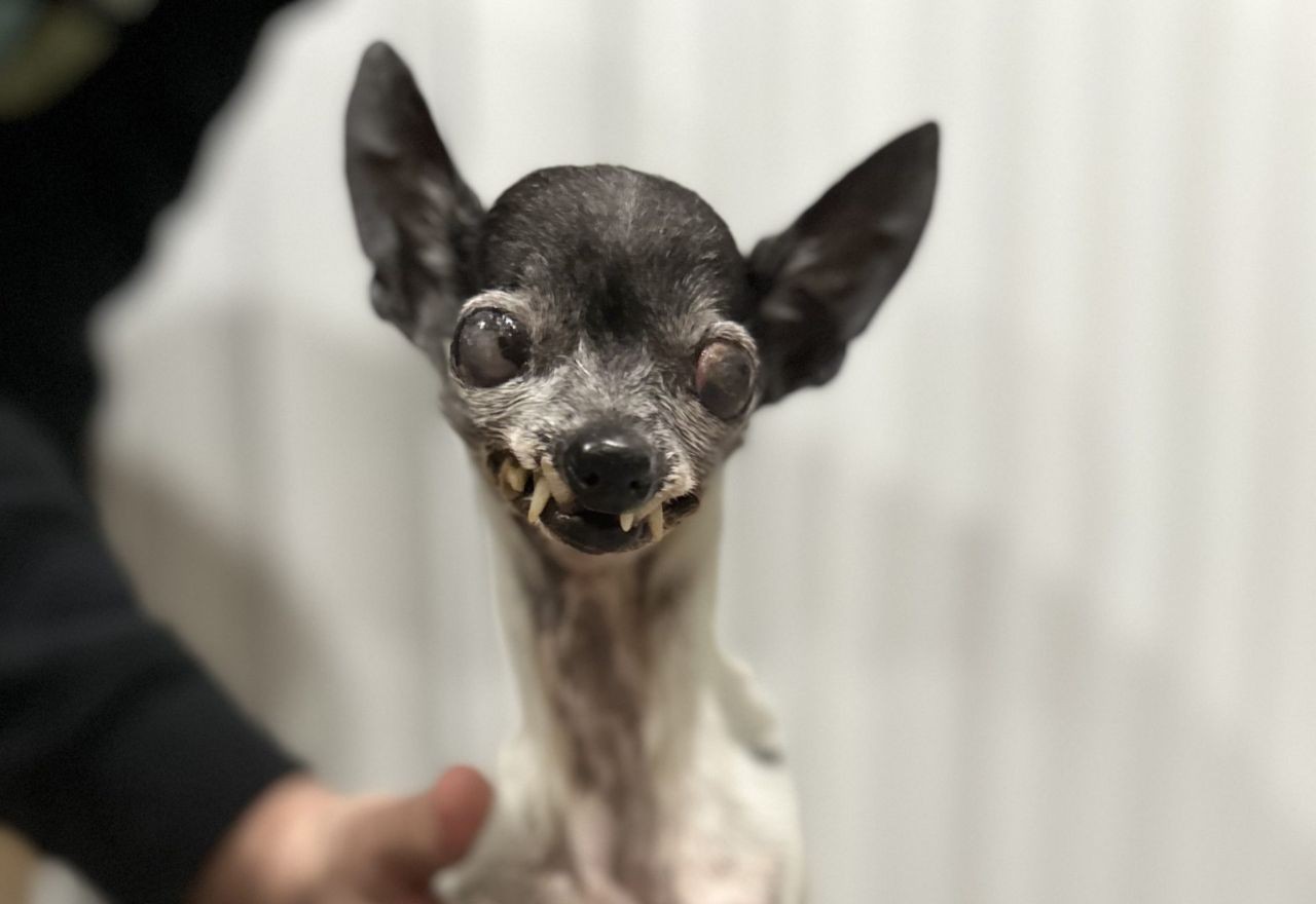 Imagem da noticia Concurso vai eleger cachorro mais feio do mundo; veja fotos dos candidatos